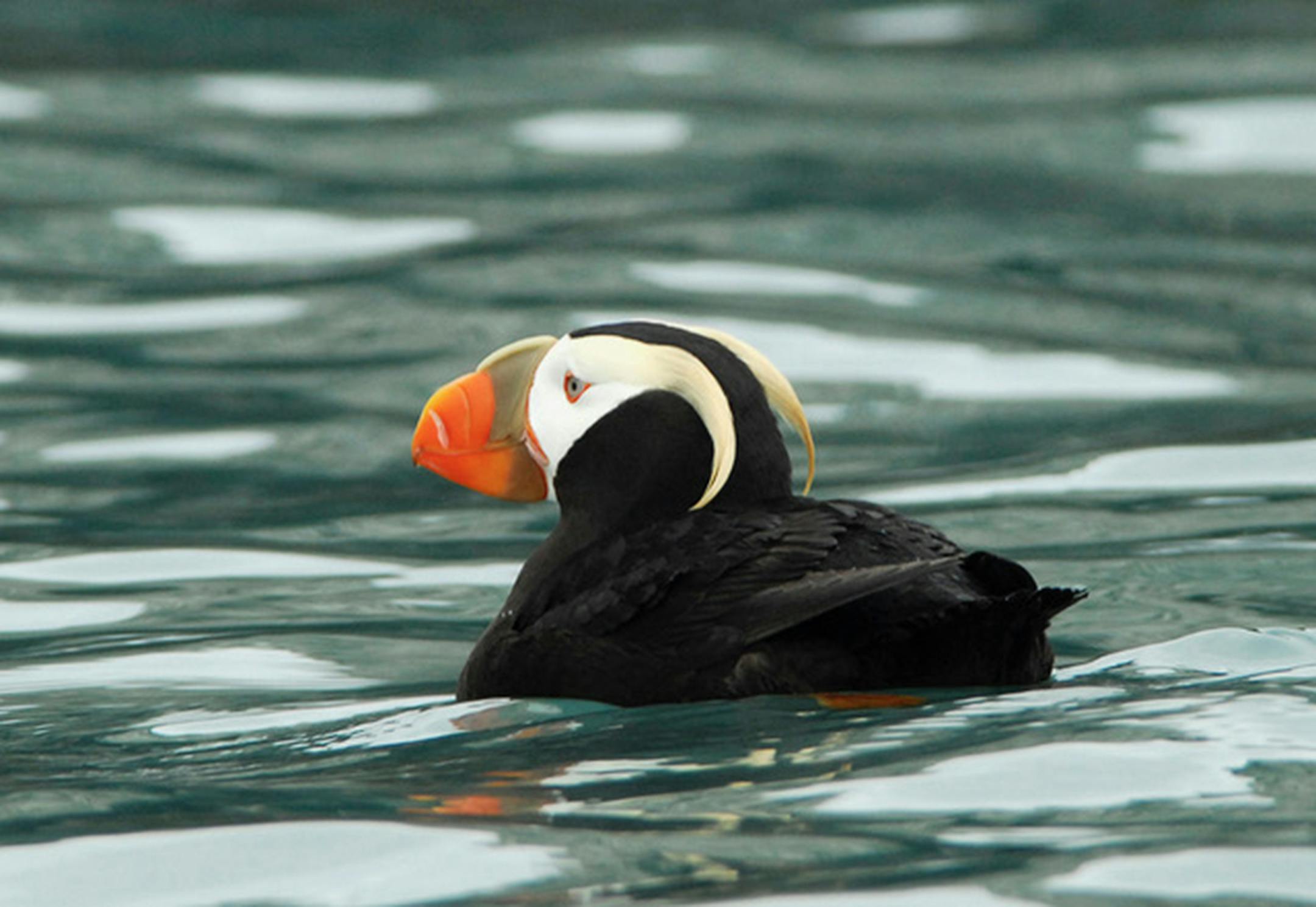 A tufted puffin in Alaska.