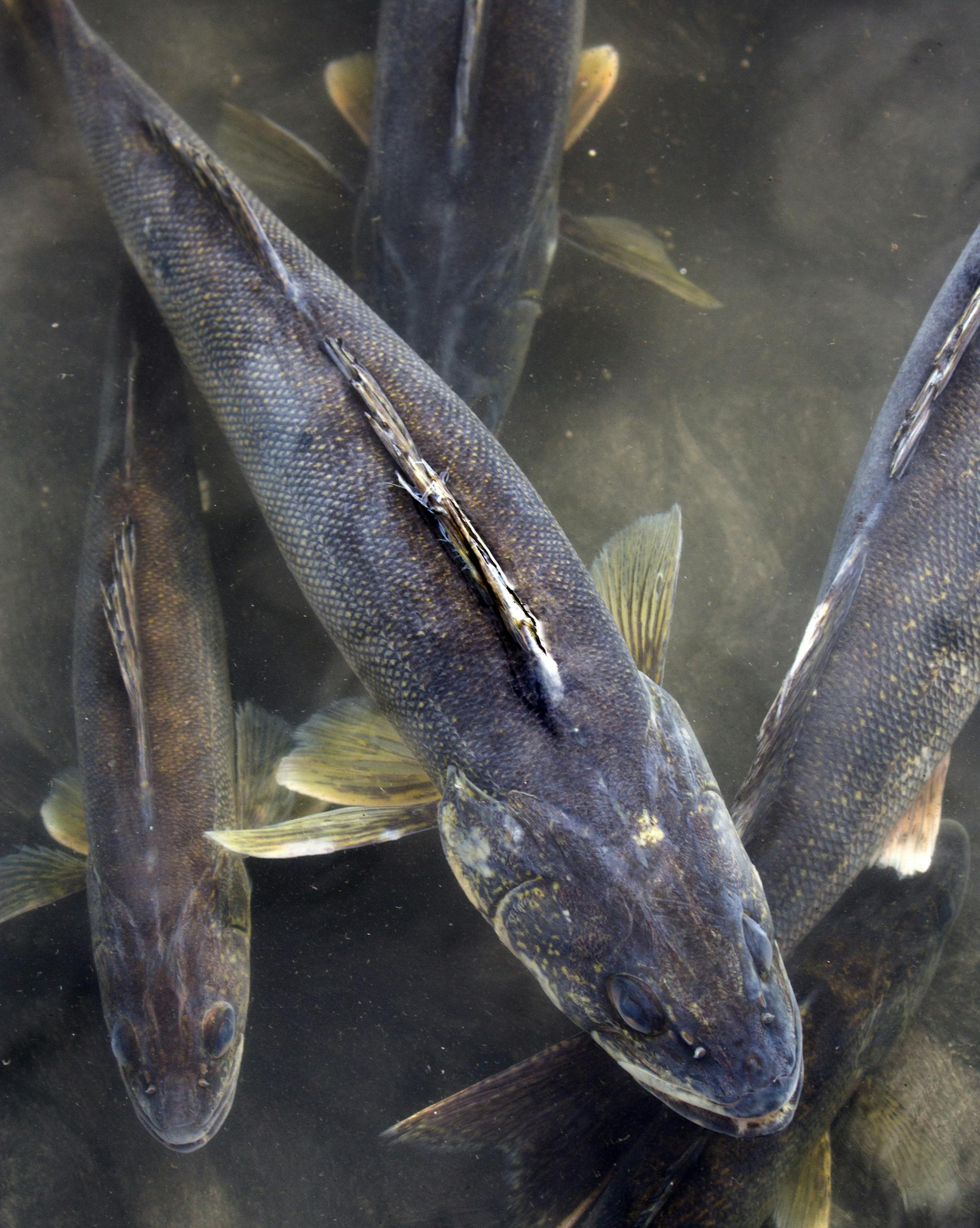 DNR fisheries biologists were out netting both male and female walleyes on Mille Lacs Lake Monday morning, to capture eggs and fertilize them for future restocking back into Mille Lacs Lake. This is the first step in a research project that will provide information about the number of Mille Lacs Lake walleye hatched in the wild. ] Brian.Peterson@startribune.com Isle, MN - 04/18/2016