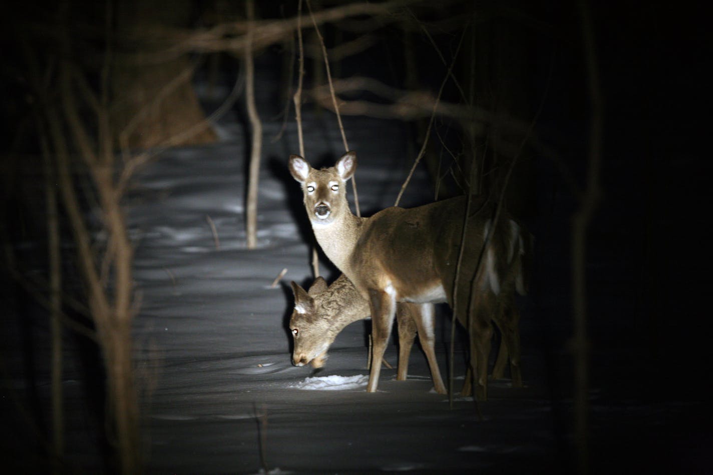 Two deer are illuminated by a powerful hand-held light, showing what recreational shiners — and poachers — see. Some say shining laws in Minnesota need to be tightened to protect landowners from intrusion, and deer from poaching. Others say a lot of people simply enjoy seeing deer.