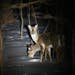 Two deer are illuminated by a powerful hand-held light, showing what recreational shiners — and poachers — see. Some say shining laws in Minnesota