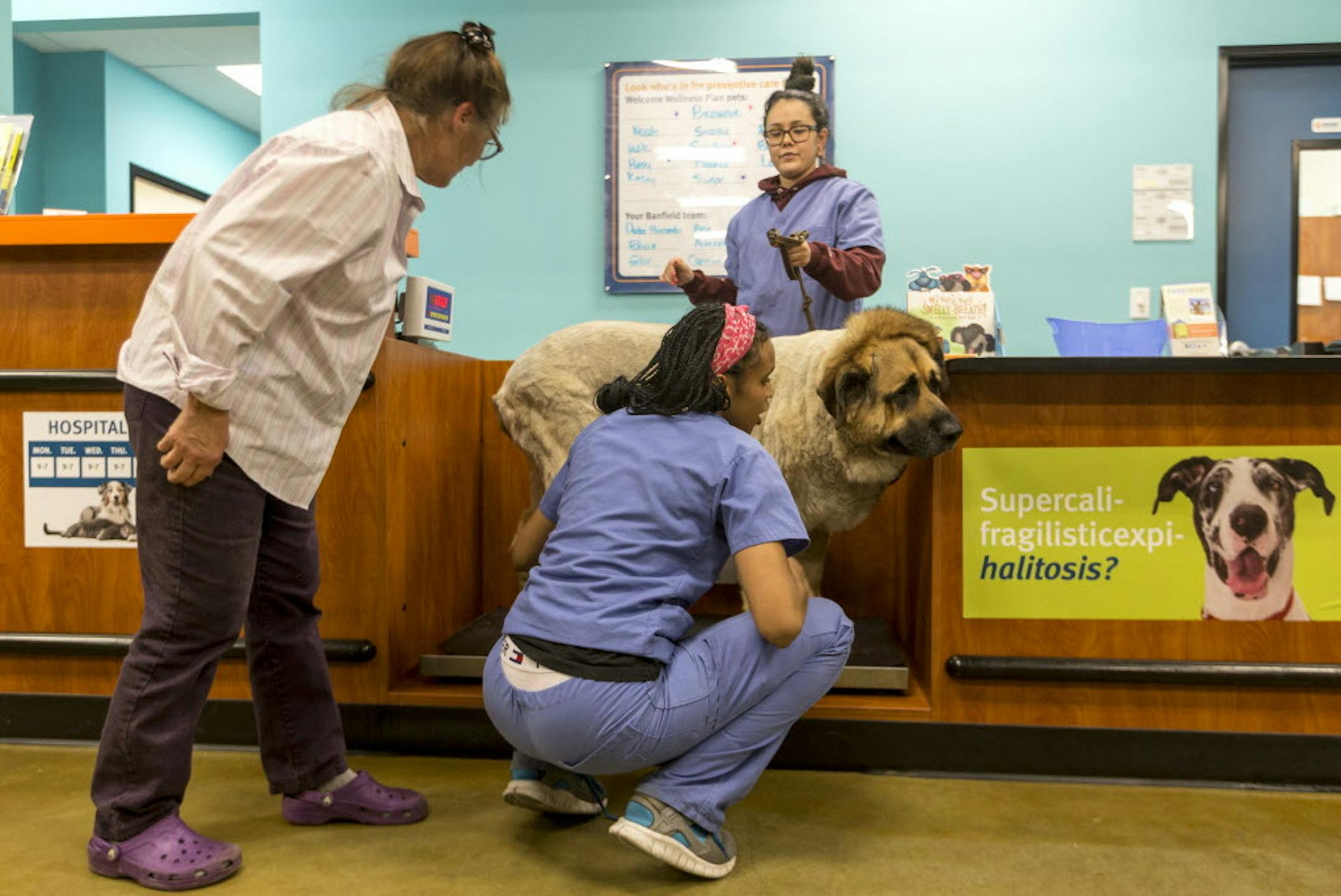 In this Wednesday, March 16, 2016, photo, pet owner Buffy Lyn Broney, left, checks the weight of her 11-year-old Mastiff, Bubba, totaling 207 Pounds, about 94 Kilograms, at the PetSmart Midtown store in Los Angeles. Assistant veterinarian Aaron Payne, bottom center, and Felicia Gonzalez, top, help with weighing Bubba. Americans spent just over $60 billion on their pets in 2015, a record fueled by a big jump in what owners shelled out for services like grooming, boarding and training. (AP Photo/D