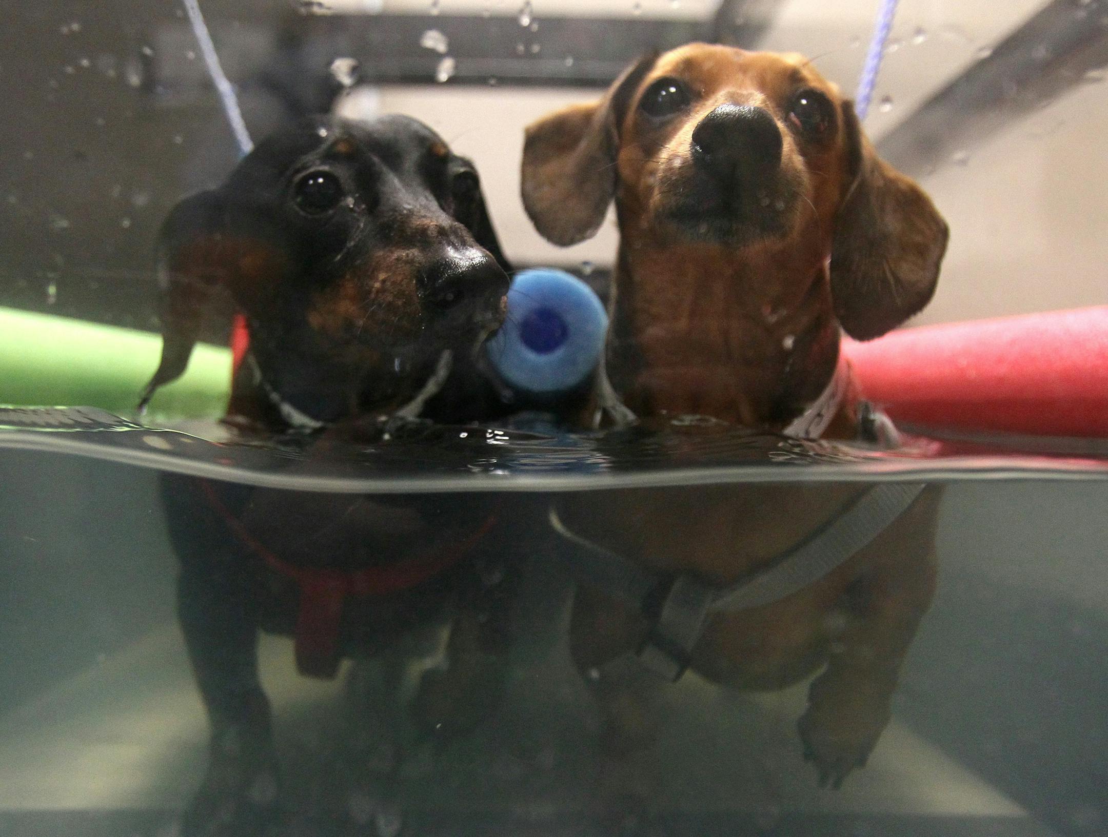 Geoffrey, left, and Izzy, both Dachshunds recovering from back surgery, walk in an underwater treadmill at Healing Paws Rehab in Manchester, Mo., on Friday, Nov. 21, 2014. (Roberto Rodriguez/St. Louis Post-Dispatch/TNS)