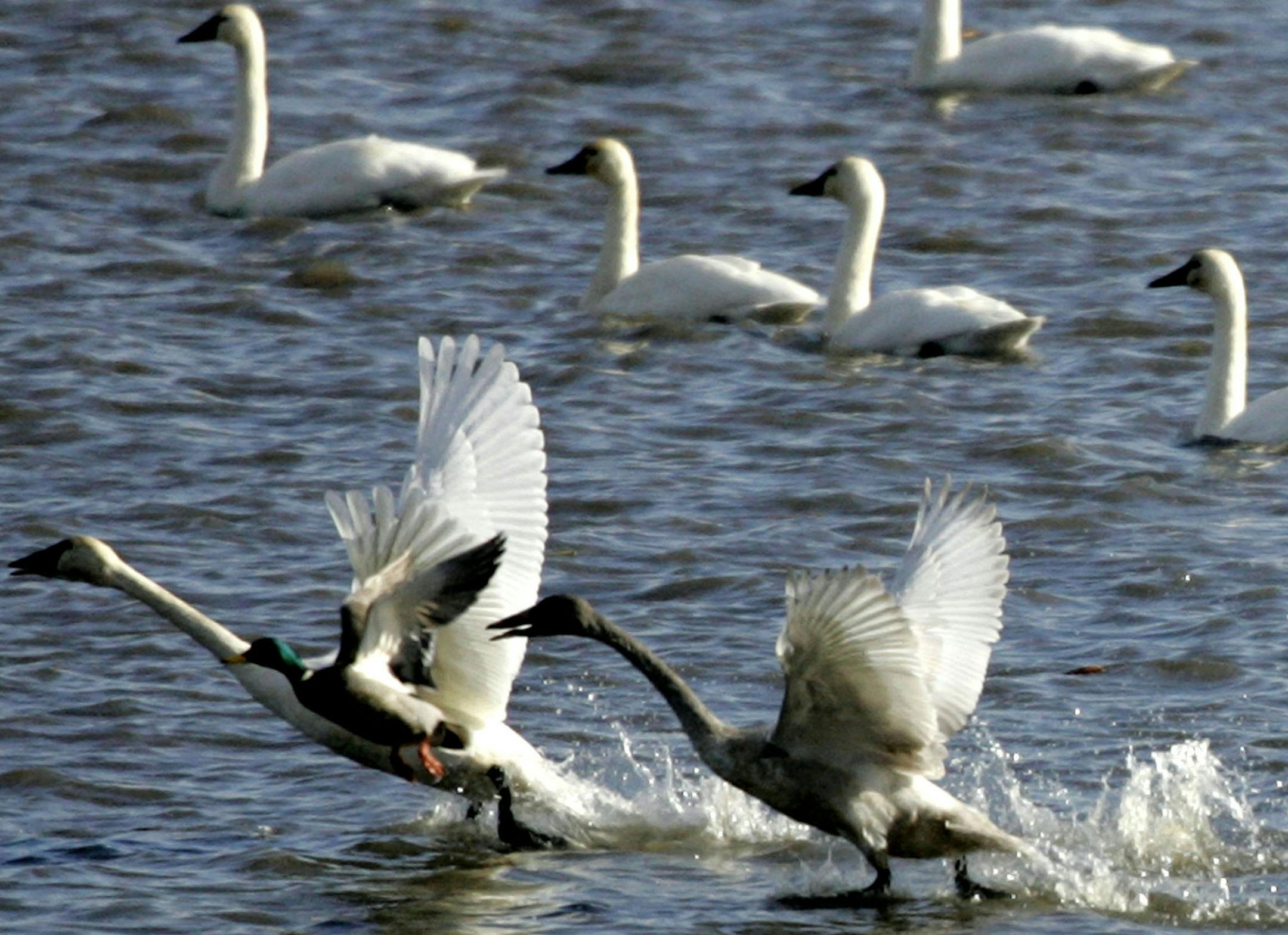 DAVID JOLES ï djoles@startribune.com Brownsville, MN - Nov. 20, 2008- A drake mallard is dwarfed by a pair of tundra swans lifting off of pool 8 on the Mississippi River, south of Brownsville, off of Highway 26. The annual tundra swan migration along the MIssissippi River through Minnesota is nearing its end as many of the pools along the route have become frozen. An aerial survey conducted by the U.S. Fish and Wildlife Service on Nov. 17, estimated tundra swan numbers to be about 31,890 be