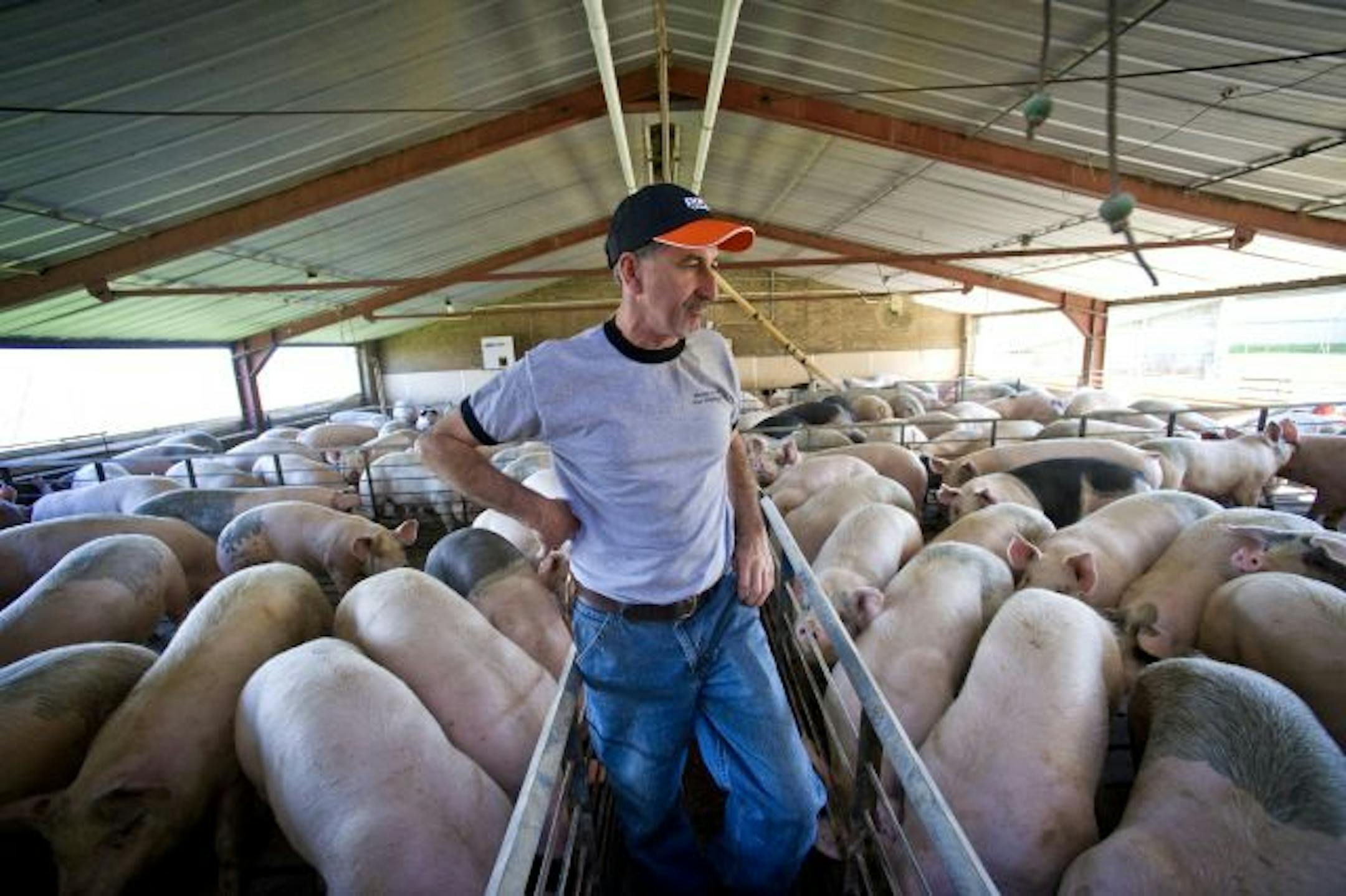 Rick Grommersch checked one of the hog barns of his Nicollet, MN farm.