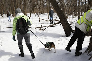 At Crosby Farm in St. Paul, several dozen searchers including Megan Perzichilli, beagle hound Orville, and fiance Nick Conrad peaking in the trunk of 