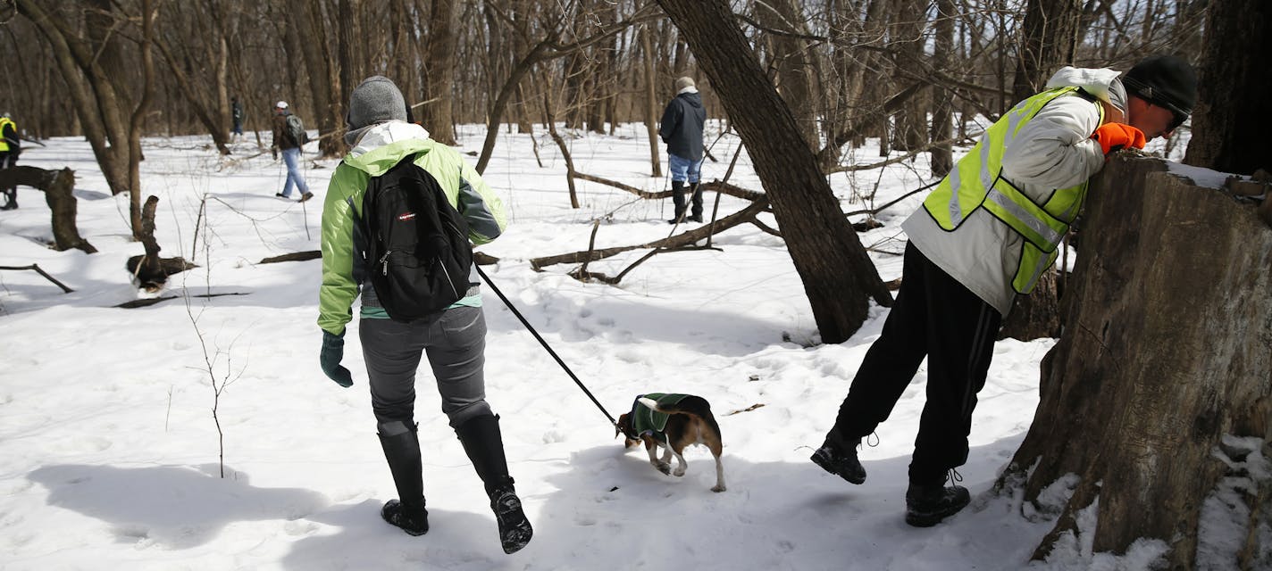 At Crosby Farm in St. Paul, several dozen searchers including Megan Perzichilli, beagle hound Orville, and fiance Nick Conrad peaking in the trunk of a dead tree for clues, looked for the body of Kira Trevino, .]rtsong-taatarii@startribune.com