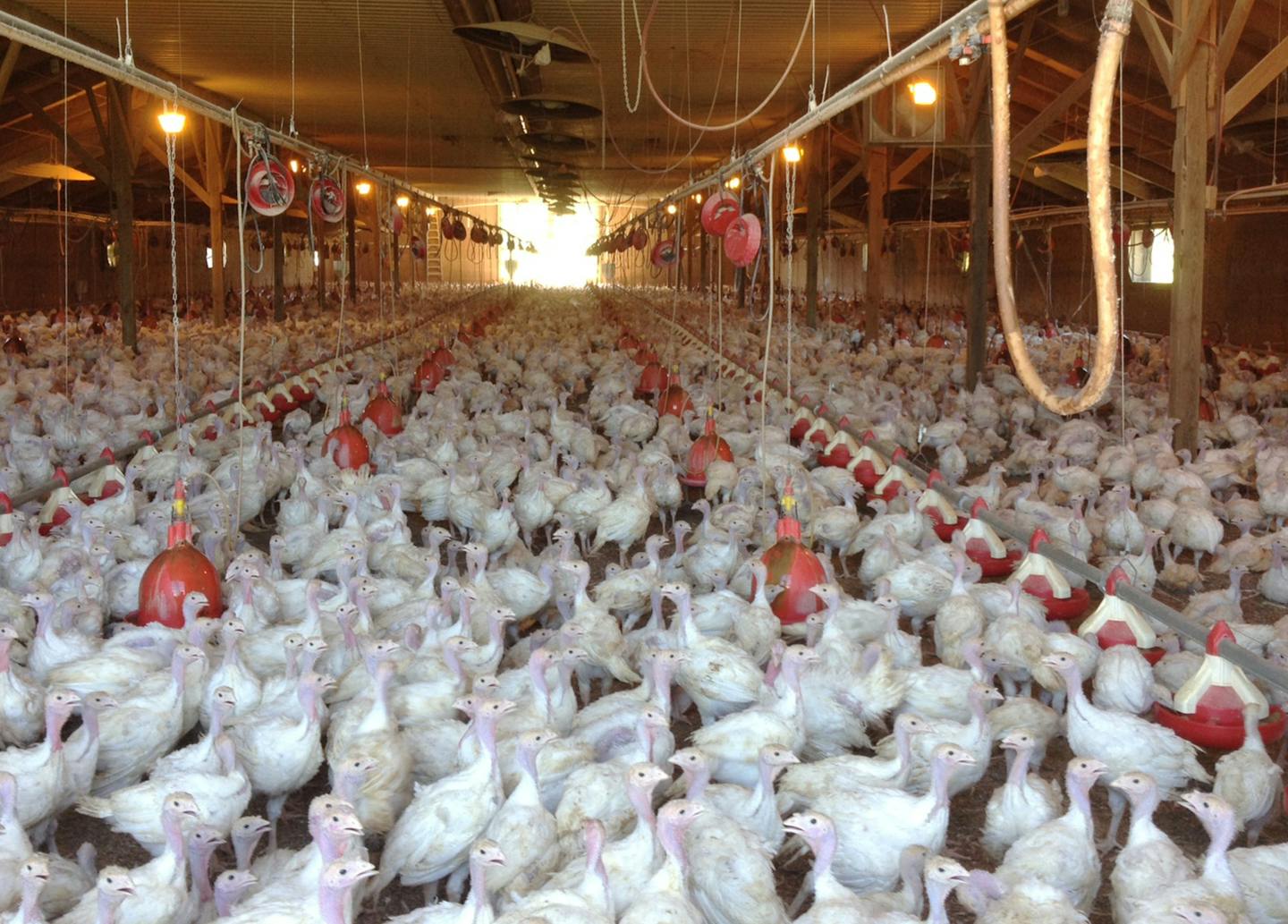 In this photo provided by Bethany Hahn is a flock of turkeys at a Minnesota poultry farm. The country&#xed;s poultry industry may have to live with a deadly bird flu strain for several years, the U.S. Department of Agriculture&#xed;s chief veterinary officer said Thursday, April 16, 2015 on a visit to Minnesota, the state hit hardest by outbreaks that have cost Midwest producers over 2 million turkeys and chickens. (Bethany Hahn via AP) ORG XMIT: MIN2015042220134332