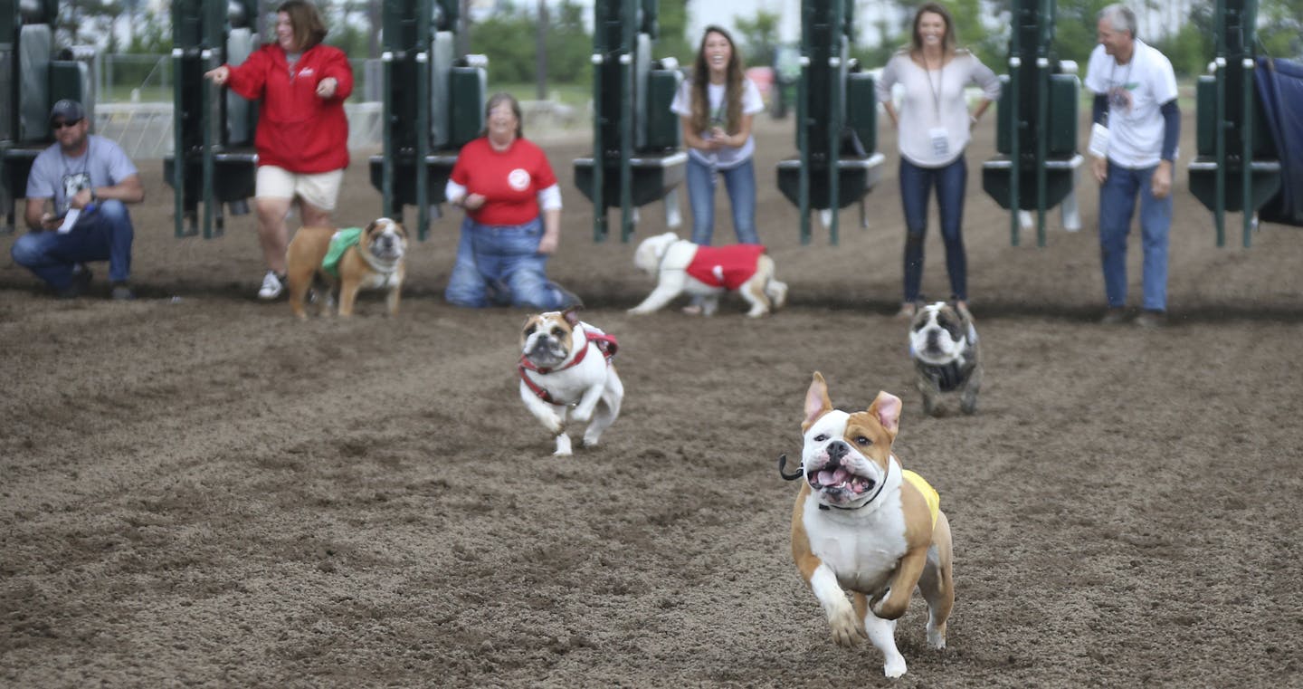 Chesty, an English Bulldog, dashed to his owner Jenny Price during the fourth annual Running of the Bulldogs, at Canterbury Park, Monday, May 29, 2017 in Shakopee, Minn. (Jerry Holt/Star Tribune via AP)