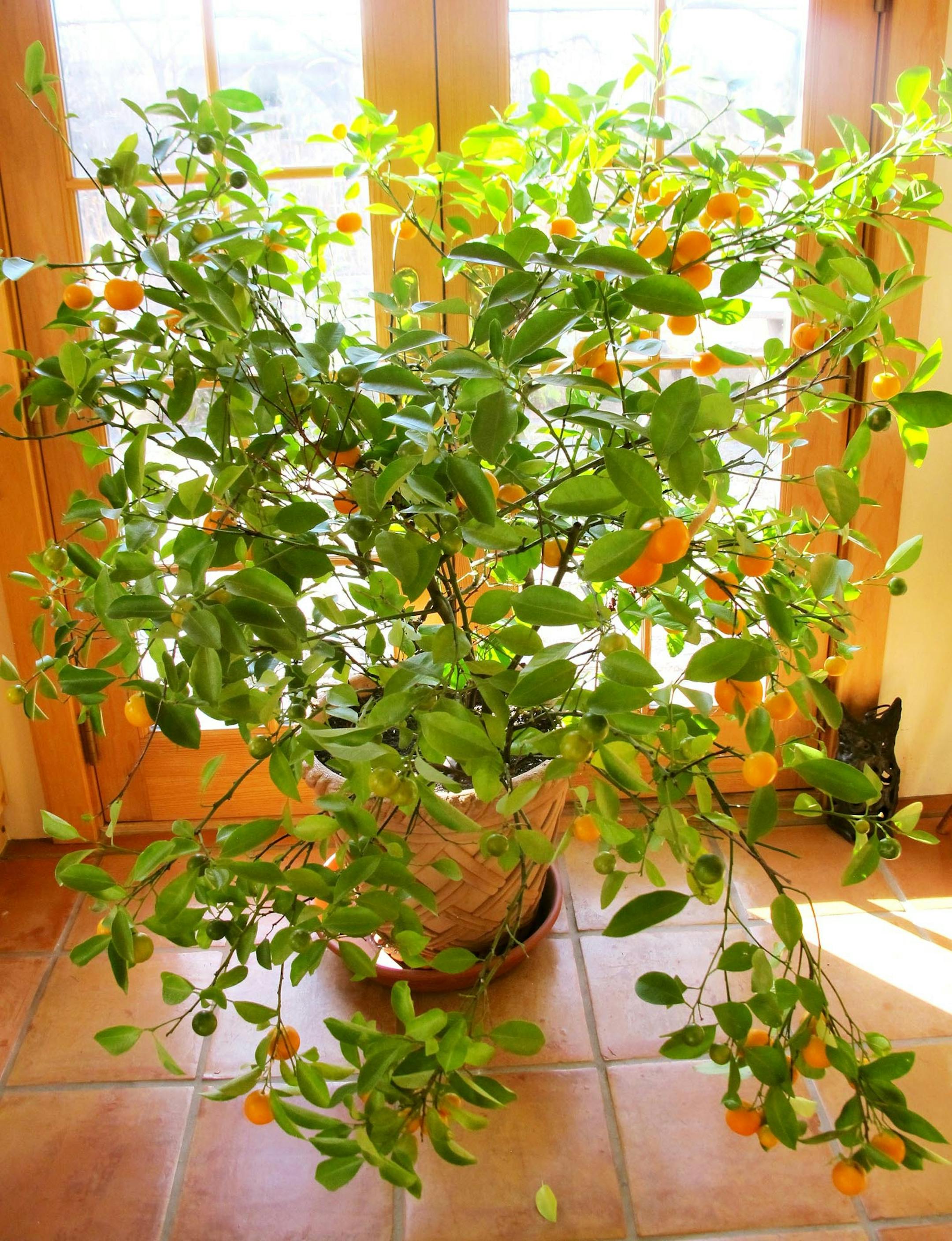 SH13J123GARDENER Oct. 14, 2013 -- Before your plants actually settle in to their new winter home indoors, there are a few things you should do before then. (SHNS photo courtesy Joe Lamp'l) (Newscom TagID: shnsphotos147985.jpg) [Photo via Newscom]