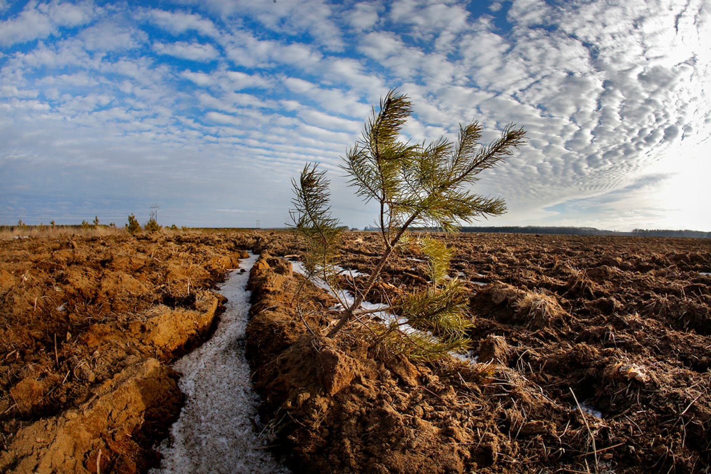 A lone pine tree survived the plowing of this field south of Park Rapids, Minn., seen in a Jan. 28, 2015 photo. The mixed pine forests of central Minnesota are rapidly being replaced with to potato fields.