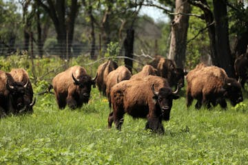 Bison from NorthStar Bison in Wisconsin roamed their new home in June 2018 at the University of Minnesota's Cedar Creek Ecosystem Science Reserve near