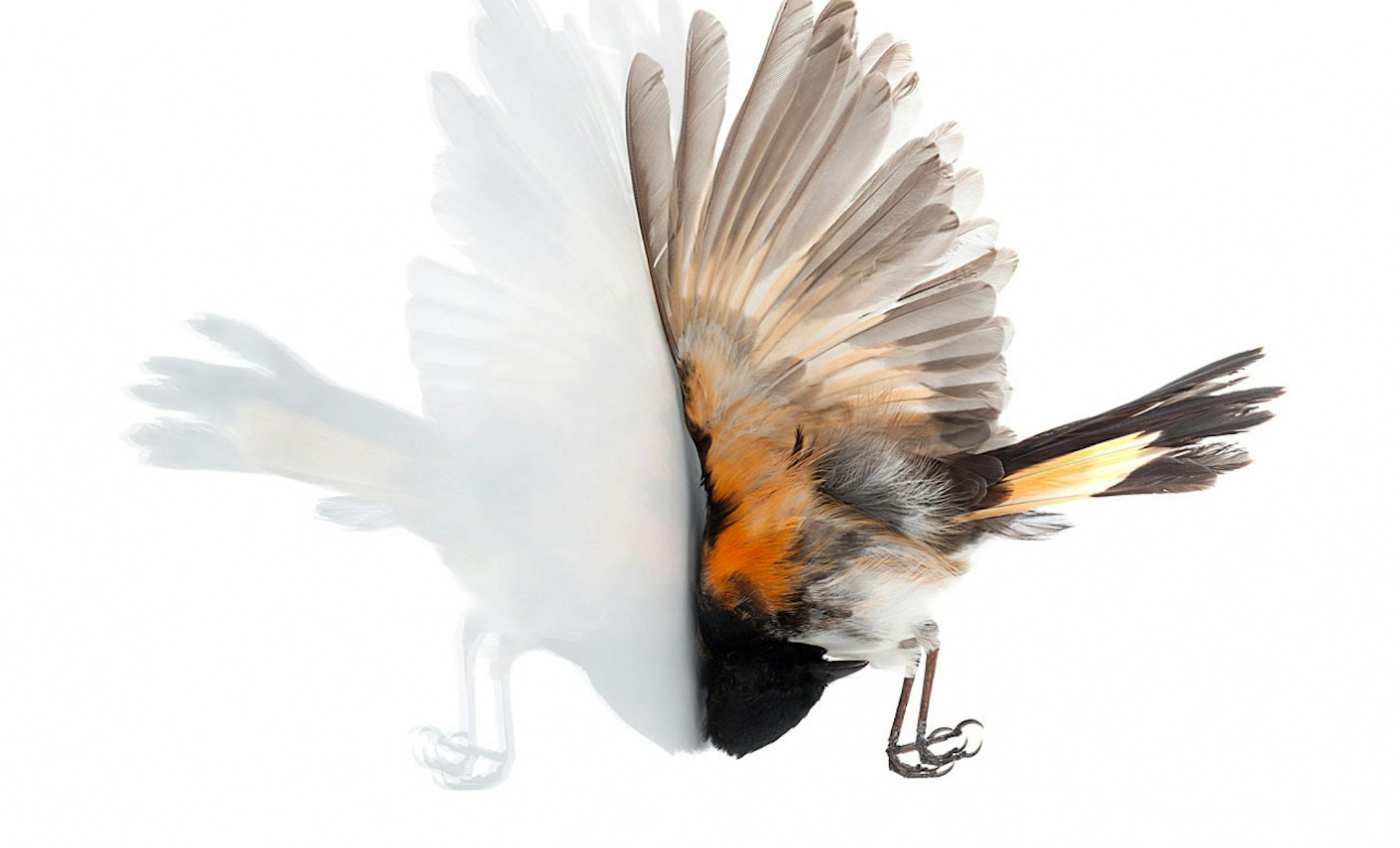 "Impact" show at Bell Museum of Natural History provided photo