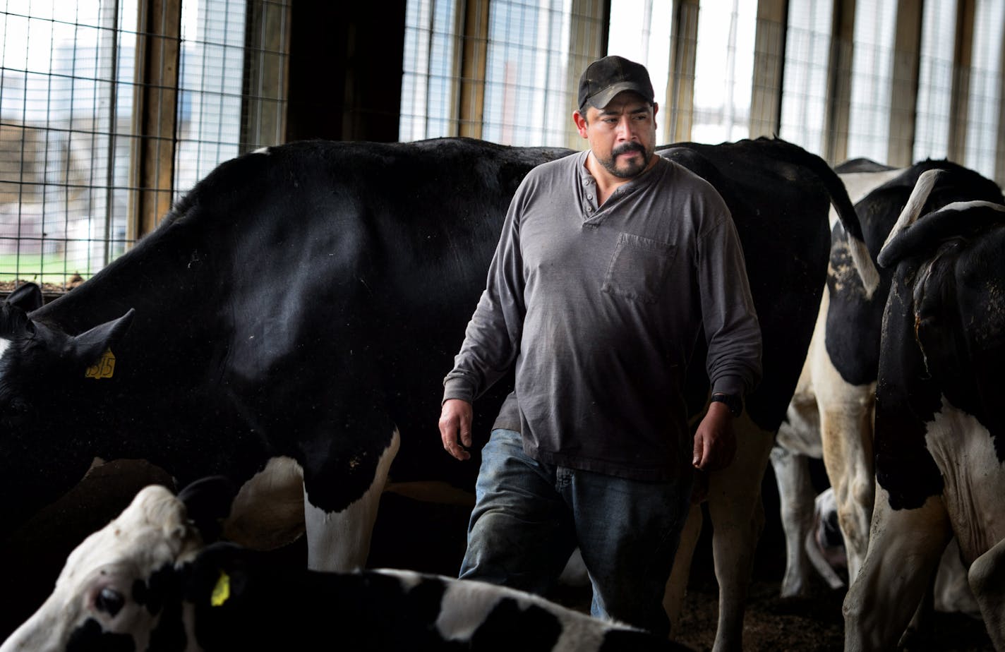 Miguel Garcia at Twin Eagle Dairy in Clarissa, Minn. Owner Pat Lunemann says immigration reform would help farmers like him find more workers to help care for livestock.