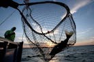 Mille Lacs walleye quota already exceeded; reopening of lake delayed