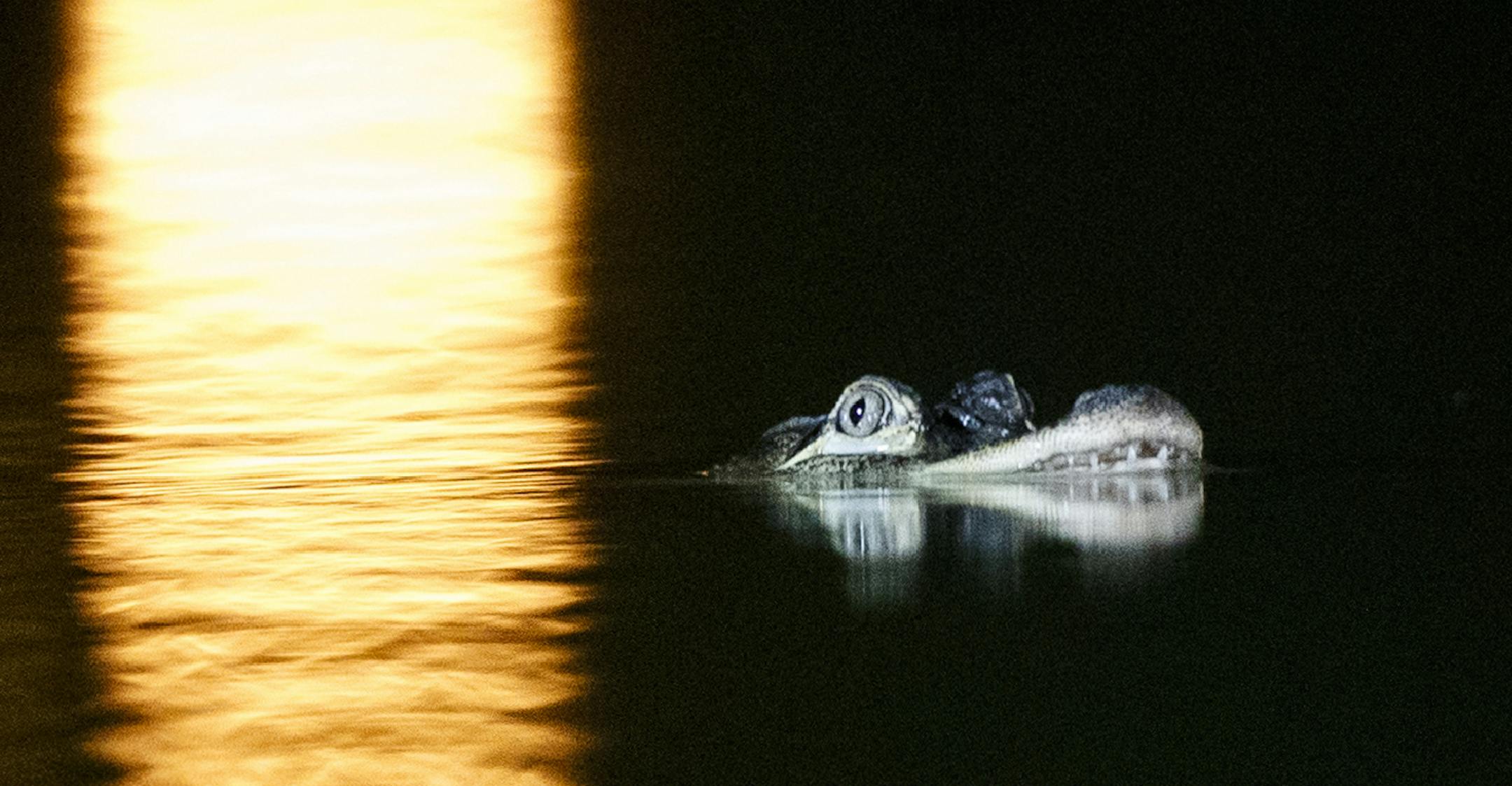 An alligator floats in the Humboldt Park Lagoon, Tuesday, July 9, 2019, in Chicago. Officials couldn't say how the creature got there, but traps are being placed around the lagoon in hopes the animal will swim into one and be safely removed. (Armando L. Sanchez/Chicago Tribune via AP)