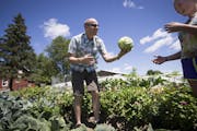 Fred Haberman handed Eileen Otto a cabbage he had just picked during a harvest day on July 20, 2015 in Delano, Minn. Haberman has taken his Minneapoli