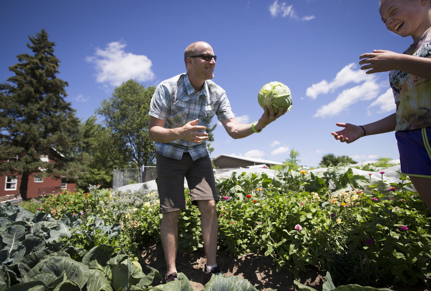 Fred Haberman handed Eileen Otto a cabbage he had just picked during a harvest day on July 20, 2015 in Delano, Minn. Haberman has taken his Minneapolis ad agency, once known for creating the U.S. Pond Hockey Championship, and turned into into a food-centric operation that has become a lreader in promoting organic foods and sustainable agriculture] RENEE JONES SCHNEIDER &#x2022; reneejones@startribune.com