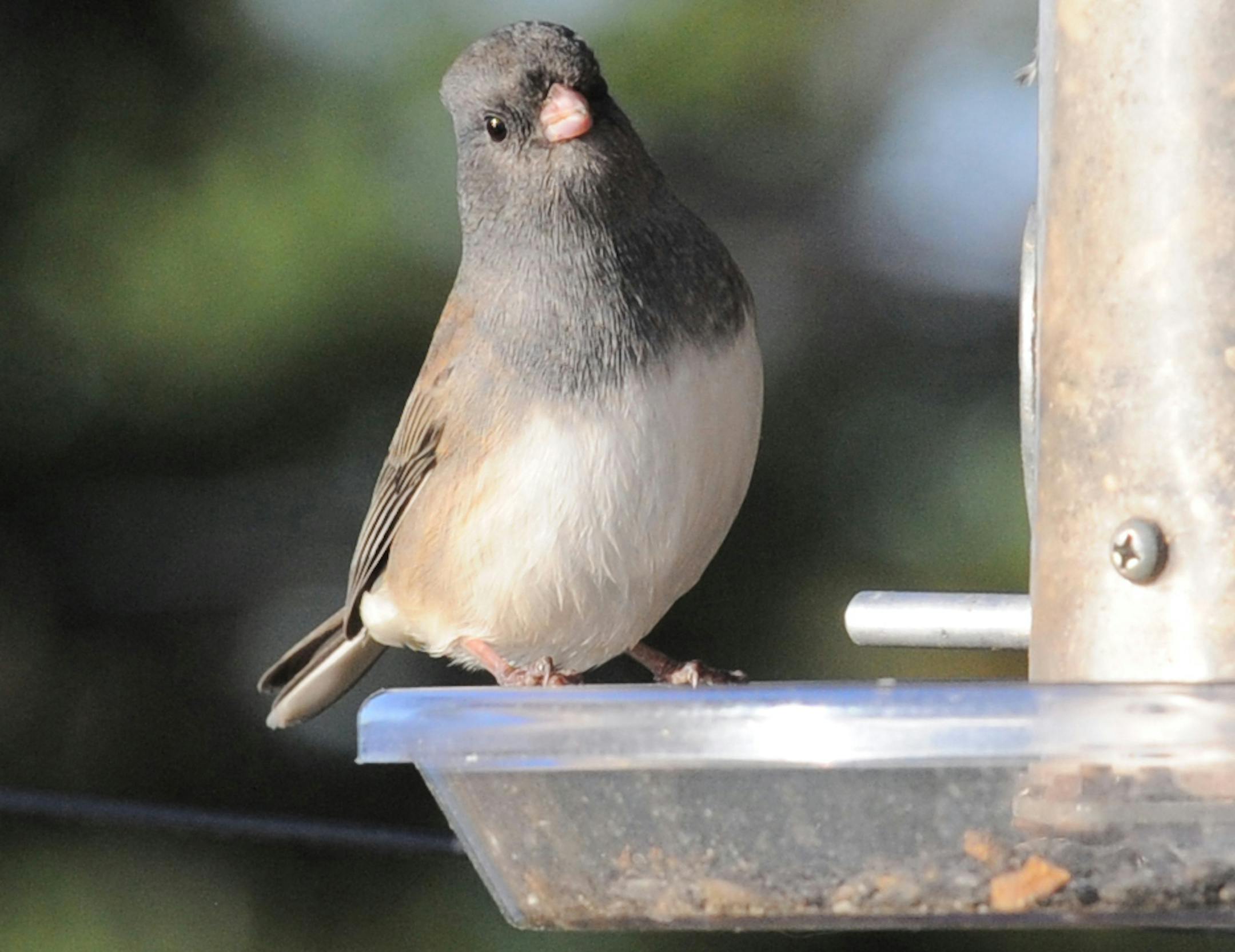 Jim Williams
Junco at feeder