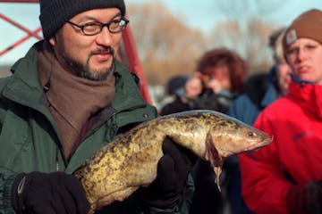 The 20th Annual International Eelpout Festival in Walker, Mn. -- Abe Hiro, senior correspondent for Fuji Television Network News, holds an eelpout for