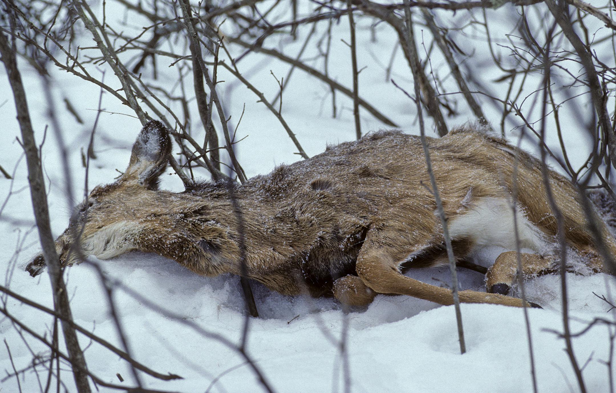 An emaciated carcass of doe lies in snow during March following long, severe winter in 1989.