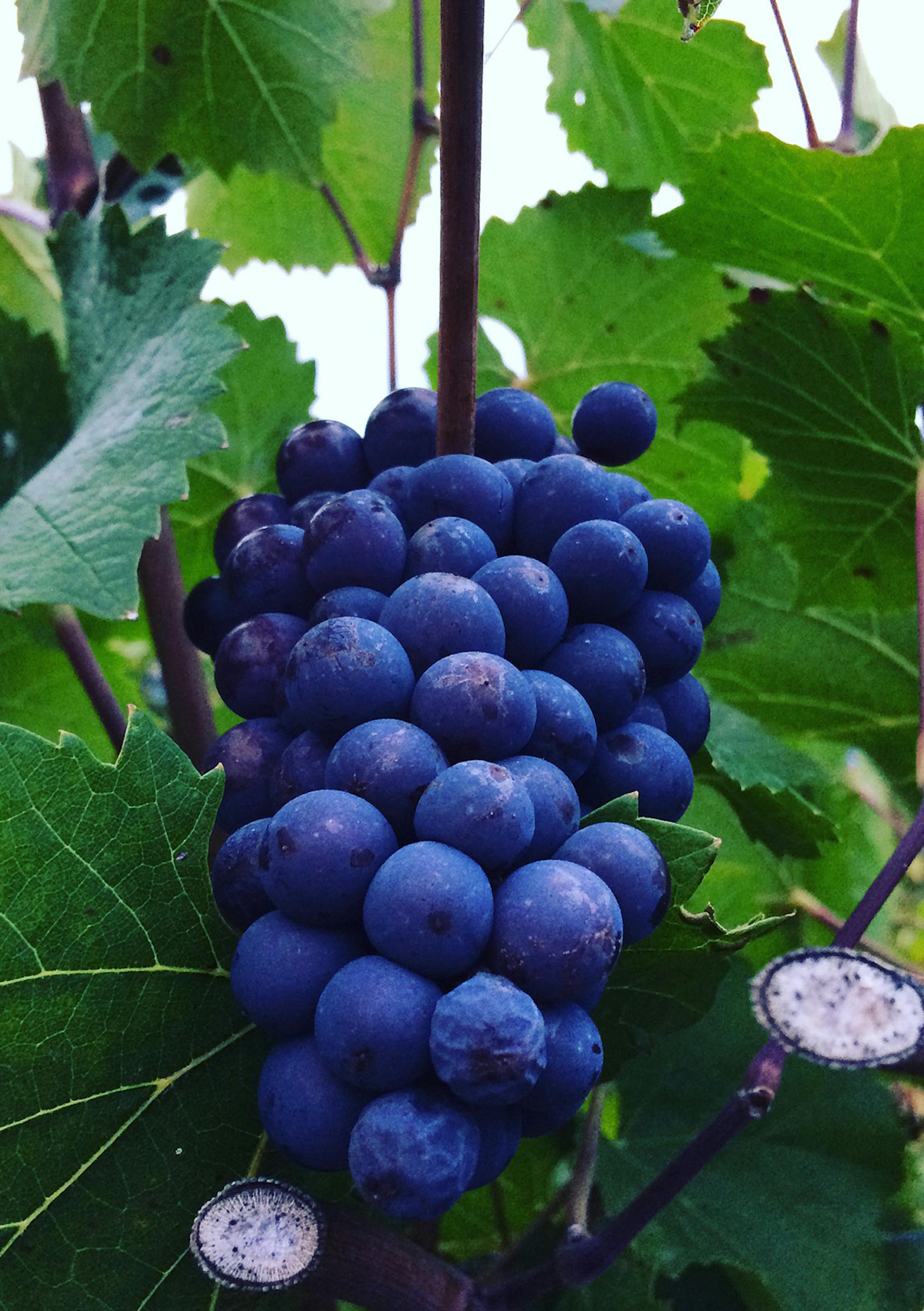 Provided photo Cluster of grapes at iOTA Cellars vineyard.