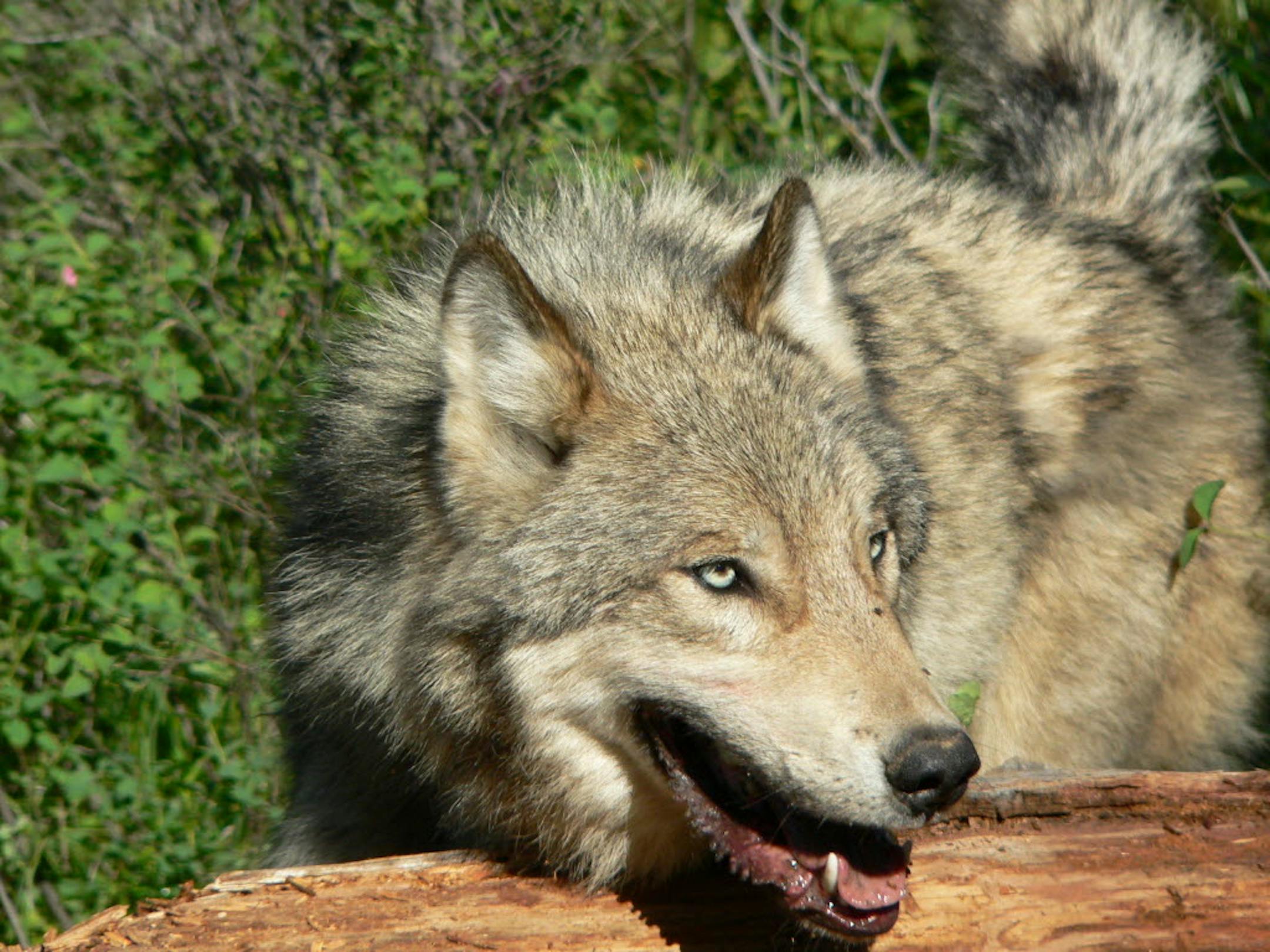 An adult male wolf from the Lazy Creek pack north of Whitefish, Mont.