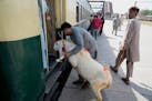 A passenger loads his sheep into train at Lahore Railway Station for the upcoming Muslim holiday of Eid al-Adha, in Lahore, Pakistan, Saturday, June. 