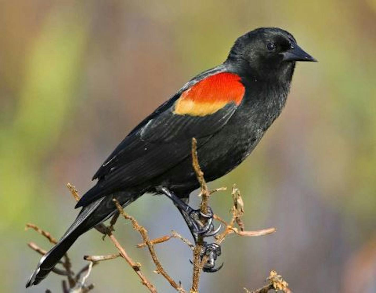 Red-winged blackbirds are making their way back to Minnesota.