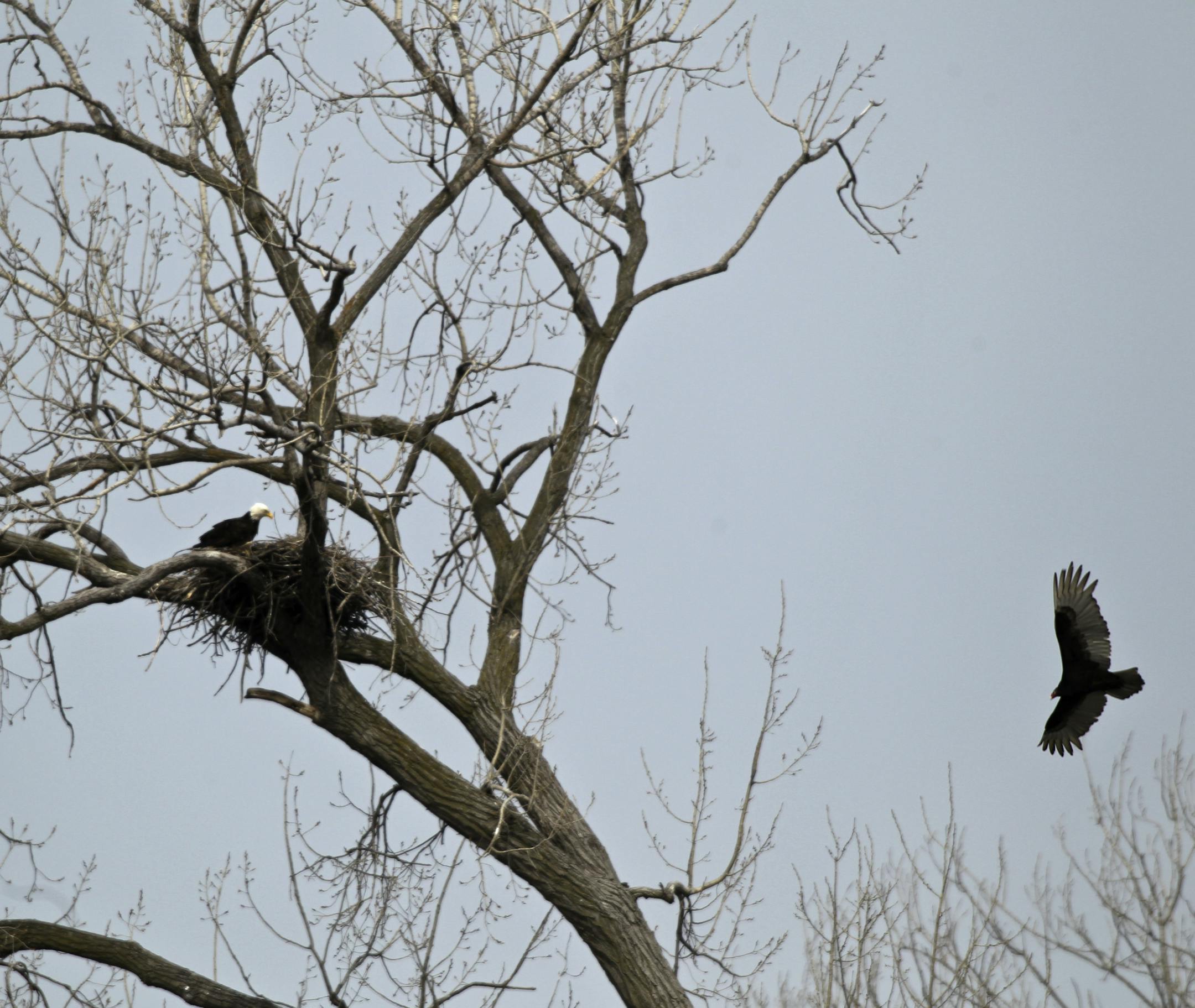 A bald eagle with eaglets protected its nest from a passing turkey vulture.