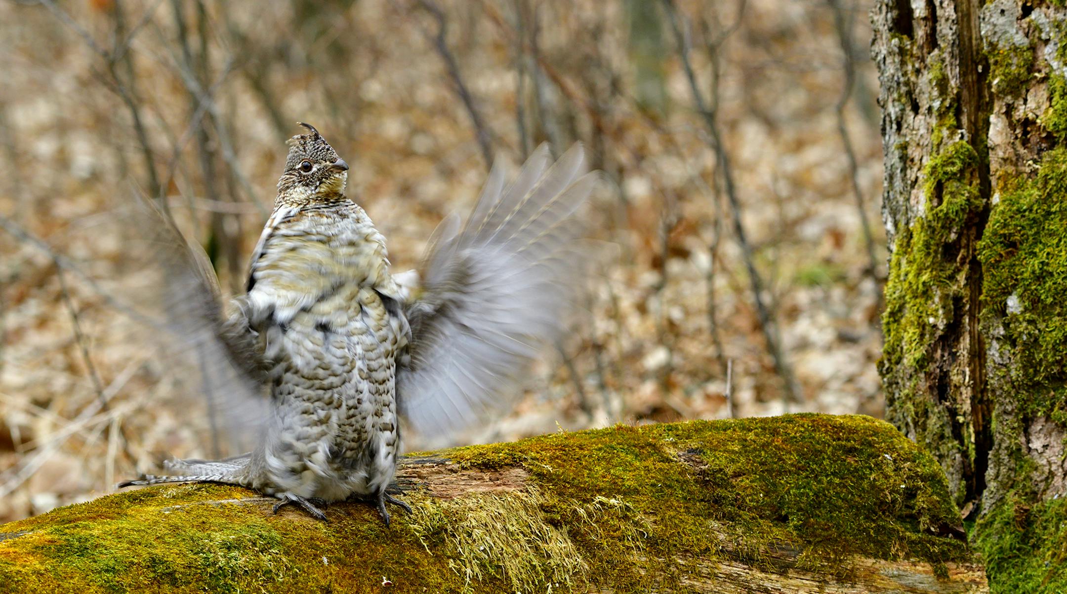 The author cut this bur oak ten years ago with the idea a ruffed grouse might some day use it as a drummng log. This was the first year.
