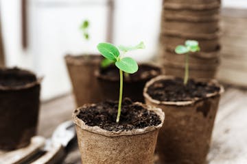 There's still plenty of time to start select vegetables from seed.