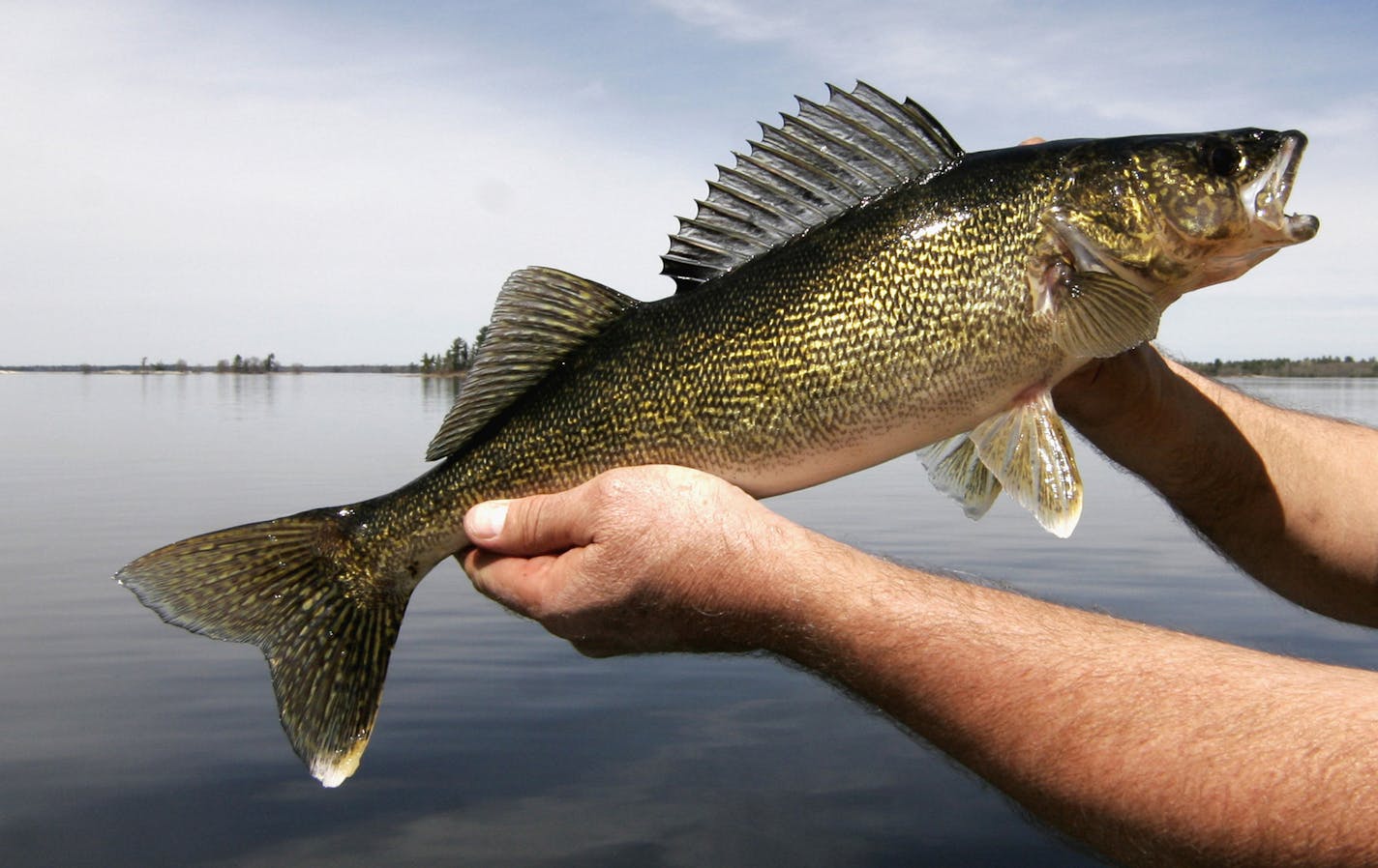 Doug Smith/Star Tribune, May 16, 2013. A Lake Kabetogama walleye. ORG XMIT: MIN1305221506380960