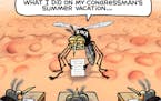 Sack cartoon: Update from a Zika-transmitting mosquito