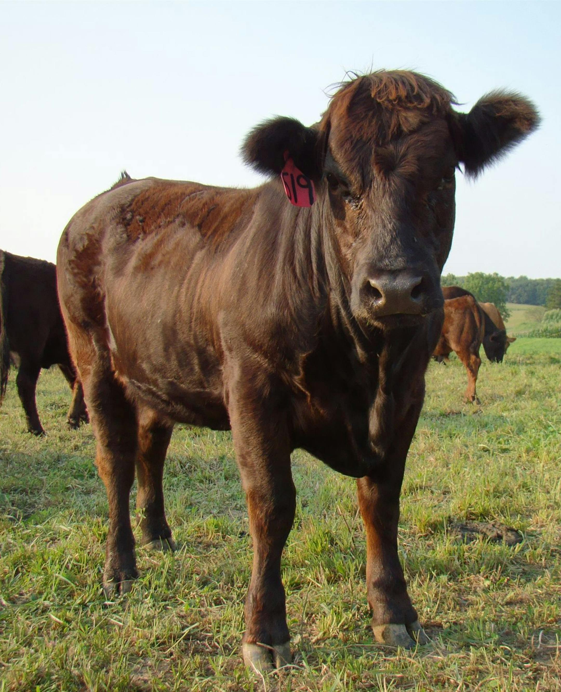 Provided
Peterson Limousin Farms