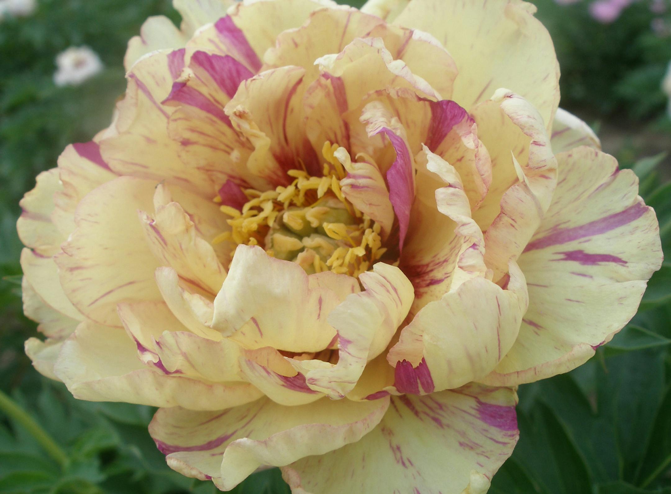 Learn how to gro peonies without herbicides. ORG XMIT: MIN2013012811410527