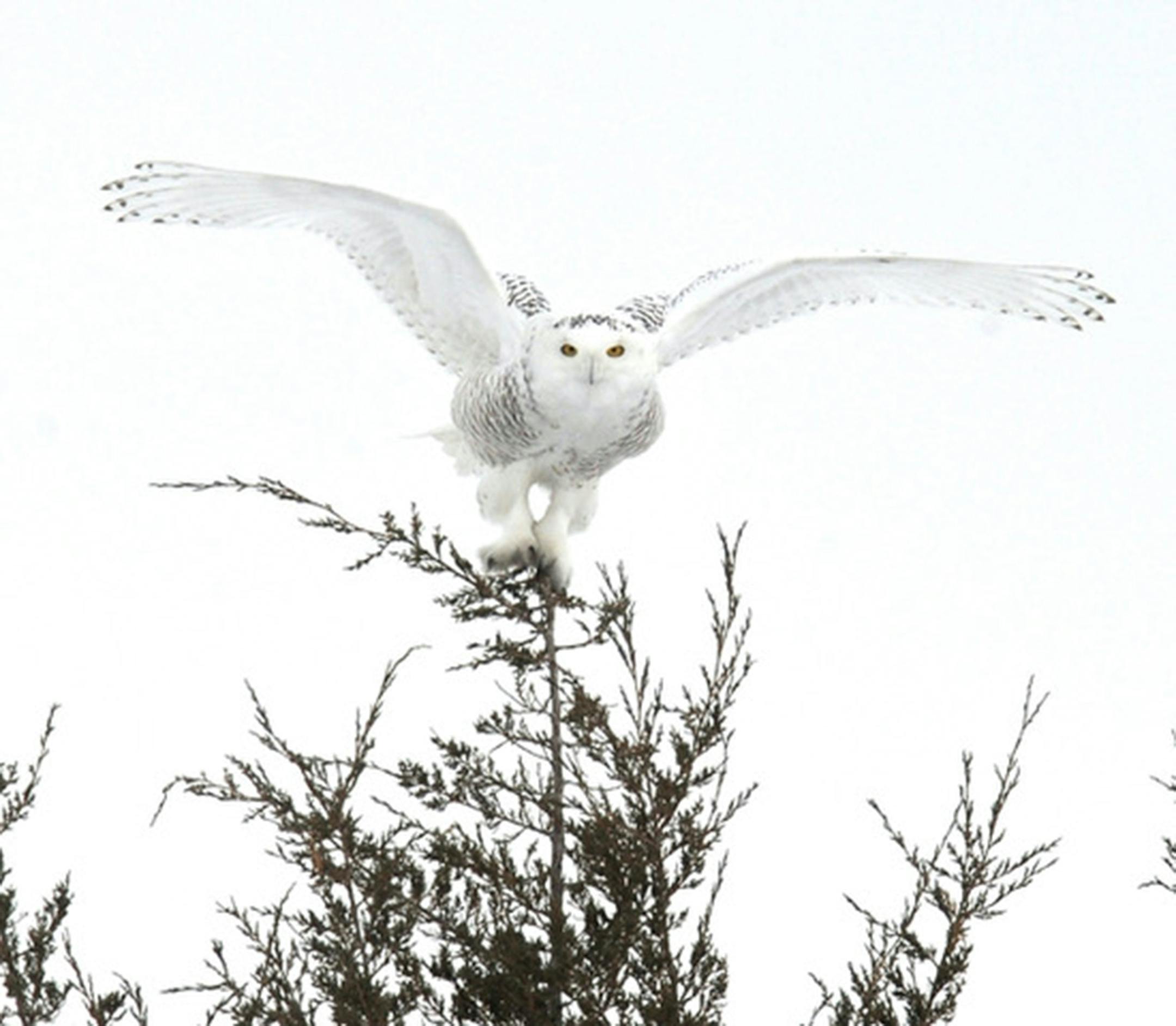 Snowy owl landing on a treetop.