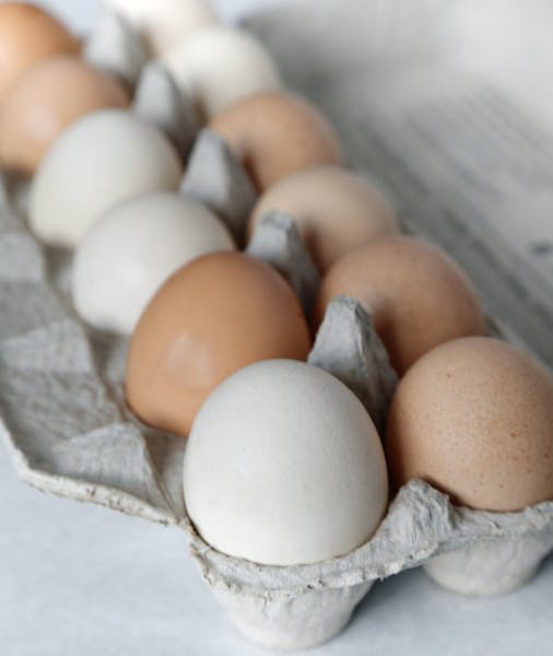 An eggshell’s color is determined by the breed of the chicken.