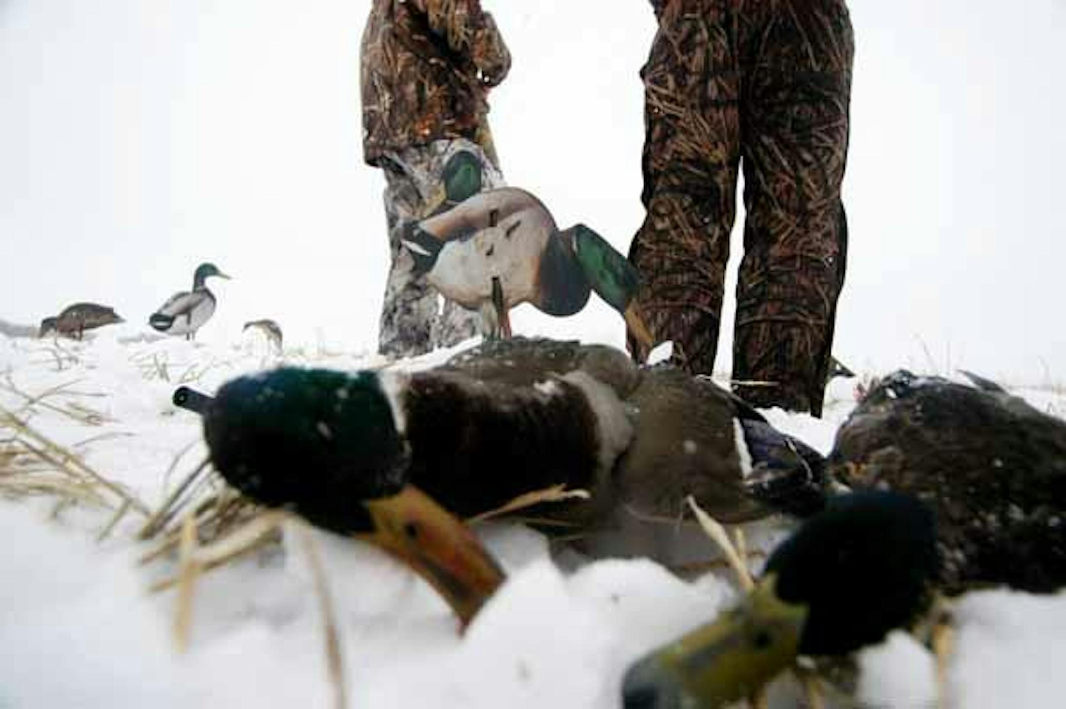 Mallards like these taken in a snowstorm are trophies and highly regarded by hunters.
