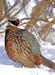 Wild or not? This rooster pheasant showed off his splendid feathered coat. The bird is one of thousands released each year at hunt clubs throughout Mi