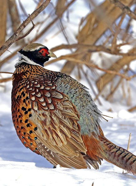 Wild or not? This rooster pheasant showed off his splendid feathered coat. The bird is one of thousands released each year at hunt clubs throughout Mi