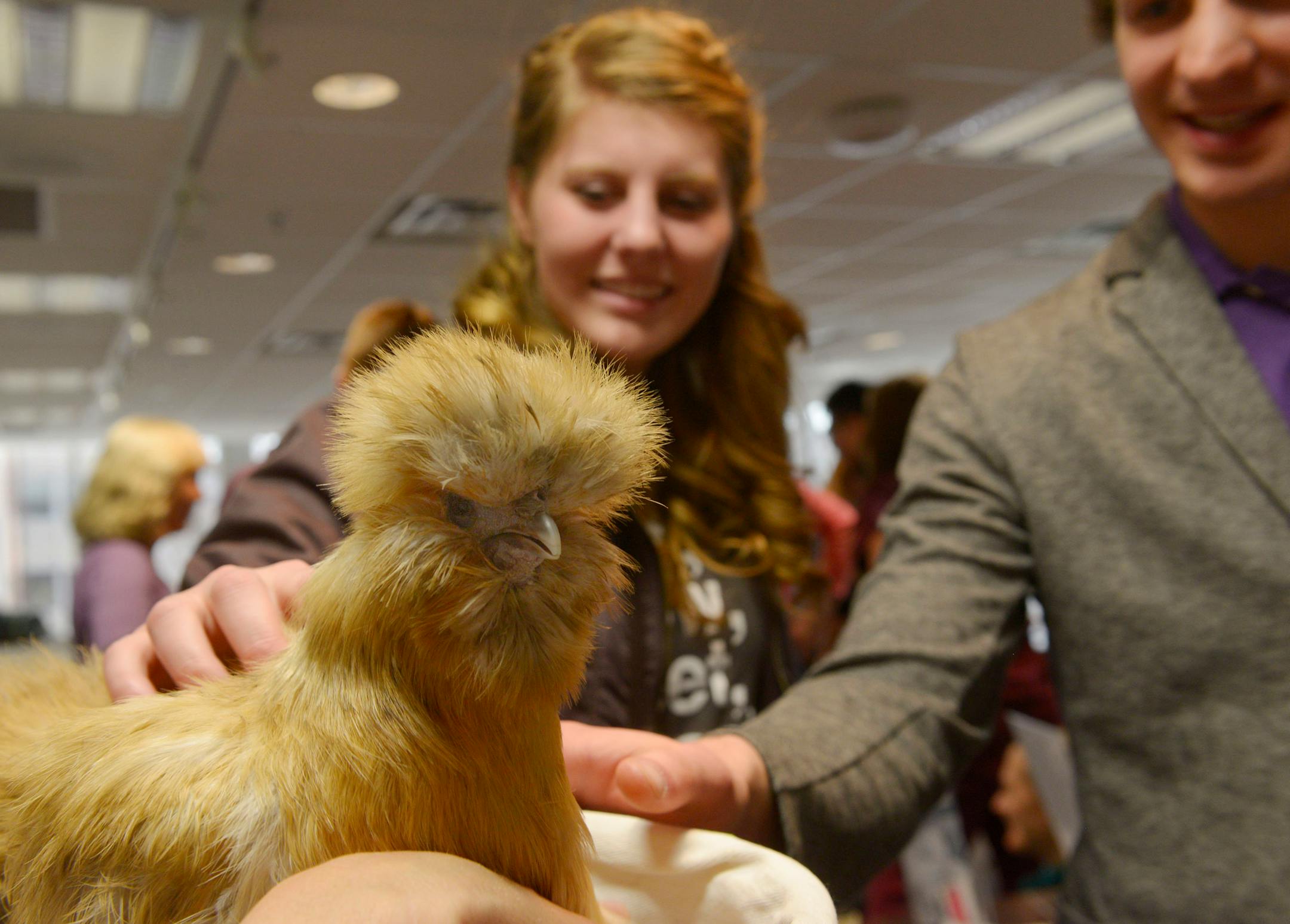 University of Minnesota students Cally O'Neil and Brian Hanson pet and 'de-stress' with Woodstock, a 6-year-old silkie chicken, at PAWS (Pet Away Worry and Stress) in Boynton Health Services in April 2014.