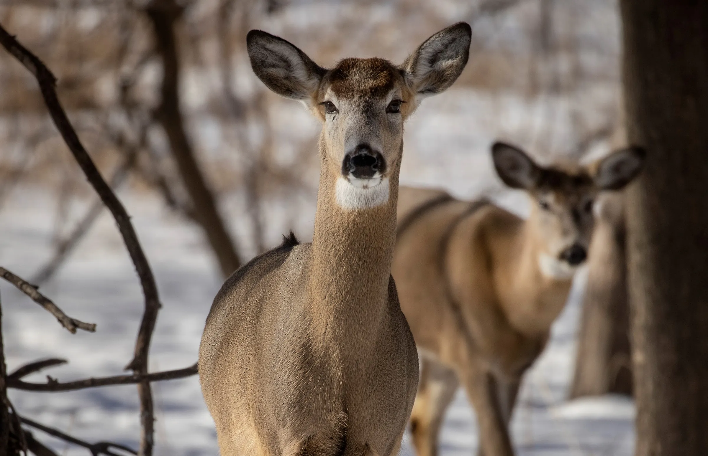 Legislators vote for moratorium on new deer farms to fight chronic ...