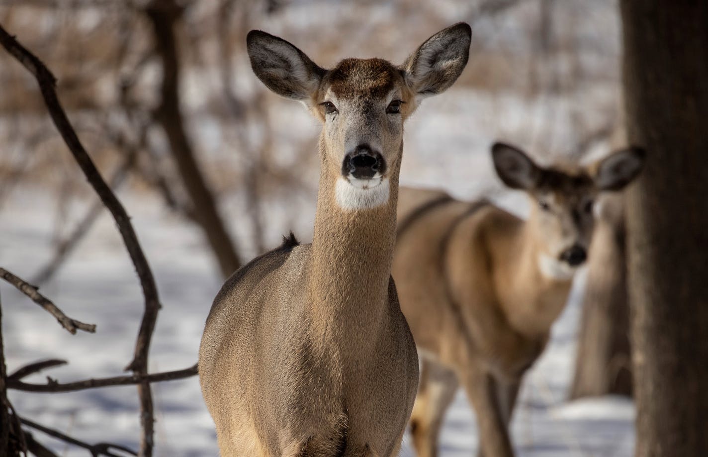 A herd of deer stopped to feed at Fort Snelling State Park, Wednesday, February 10, 2021 in Bloomington, MN. The park sits at the confluence of the Mississippi and Minnesota rivers. ] ELIZABETH FLORES • liz.flores@startribune.com