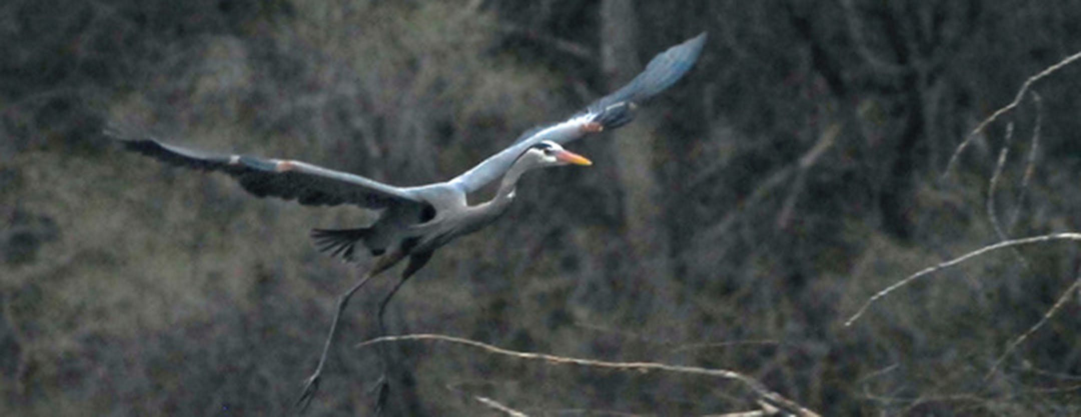 Great blue heron. Jim Williams photo