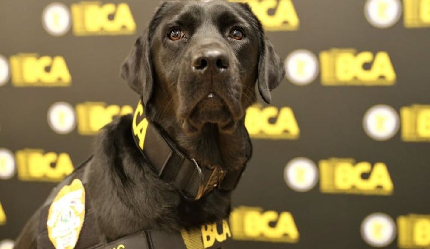 The newest member of the Bureau of Criminal Apprehension investigation team is a two-year-old black British Labrador named Sota.