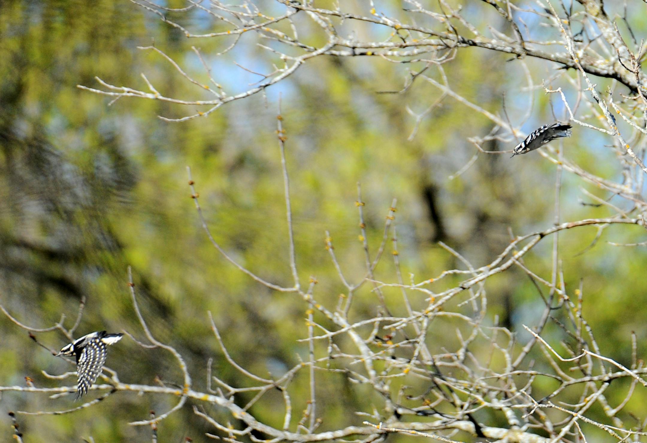 Downy chasing another credit: Jim Williams, special to the Star Tribune