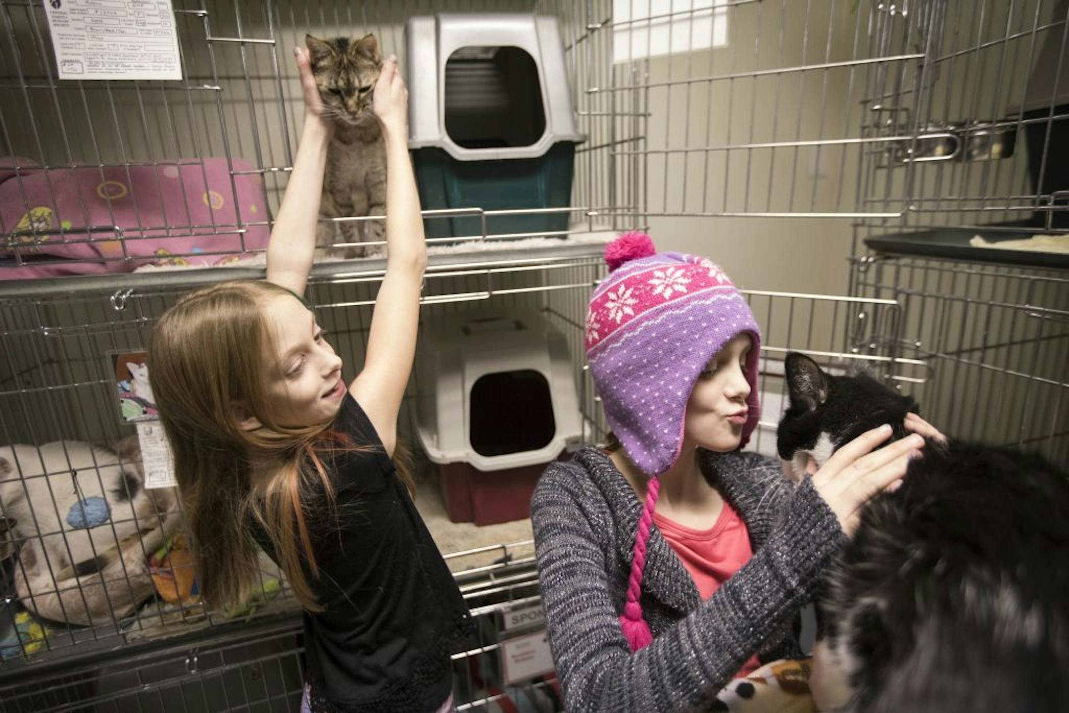 Twin sisters Abby, left, and Isabelle Carlsen play with cats at the Central Dakota Humane Society.