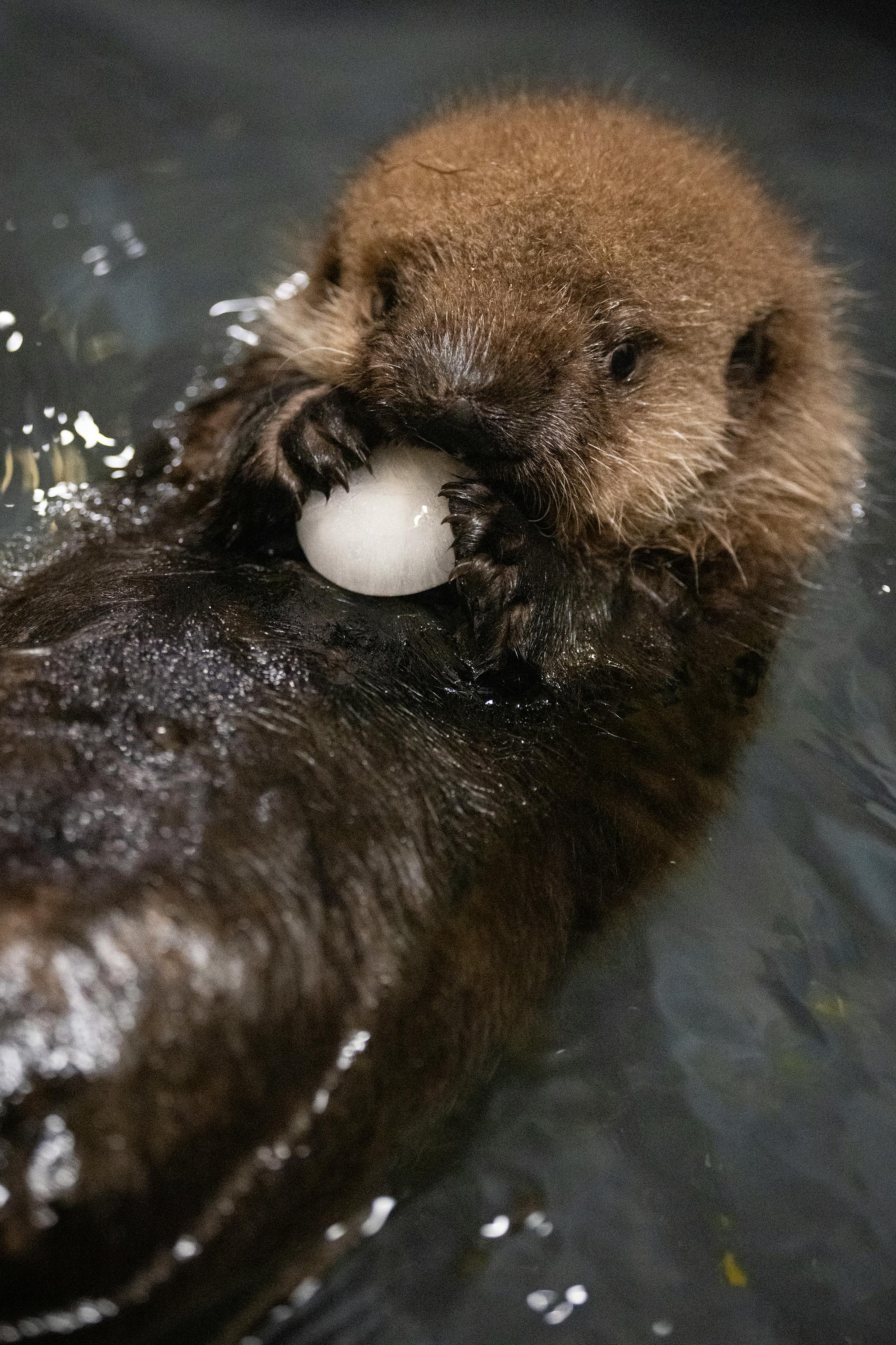 Nuka holds on to and bites an ice cube while swimming in her pool at the Minnesota Zoo in Apple Valley, Minn., on Wednesday, Oct. 25, 2023.