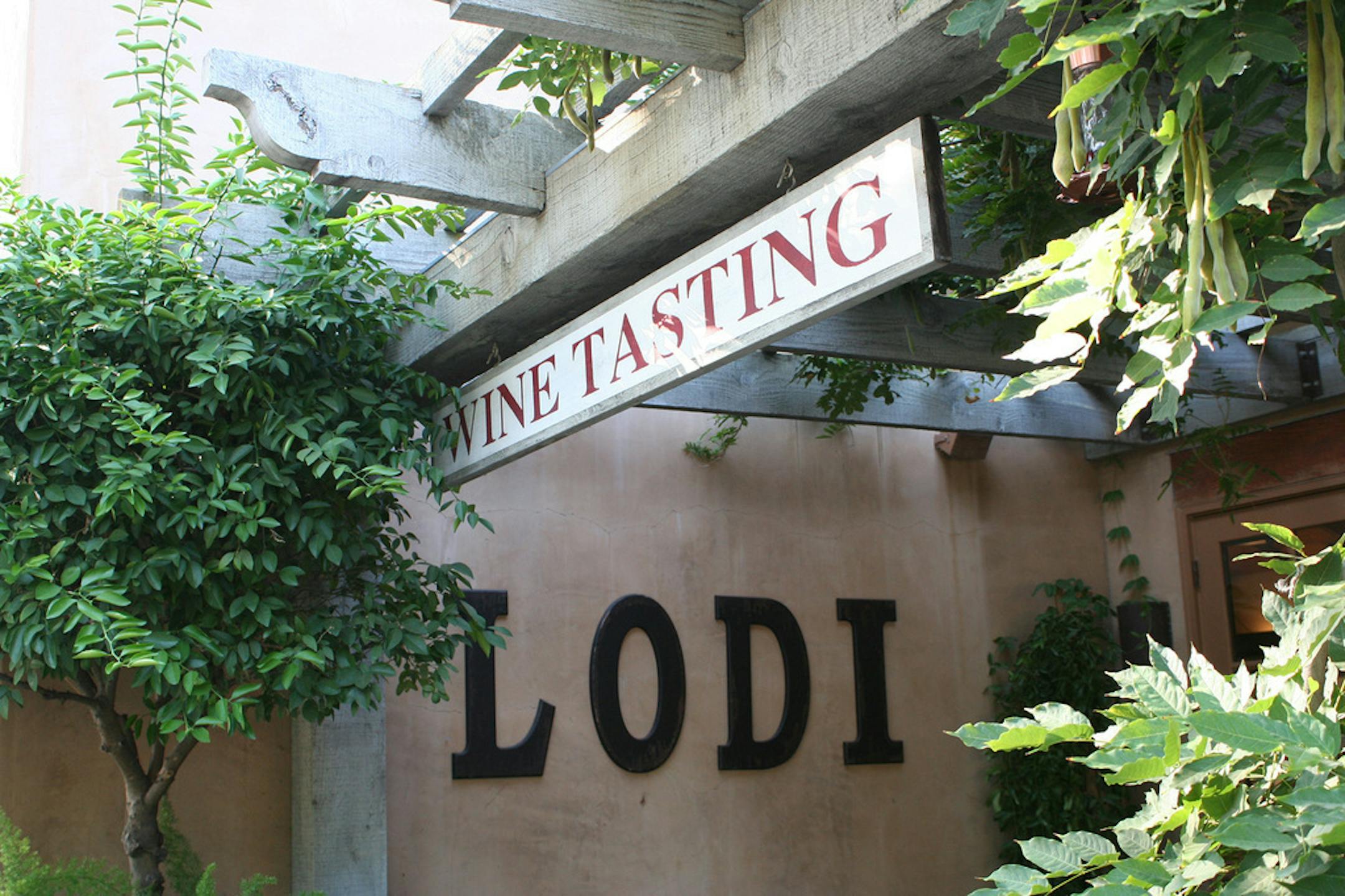 The Lodi Appellation was recognized in 1986. Today 85 wineries are in the Lodi region with 70 tasting rooms. (Mary Ann Anderson/TNS) ORG XMIT: 1265930