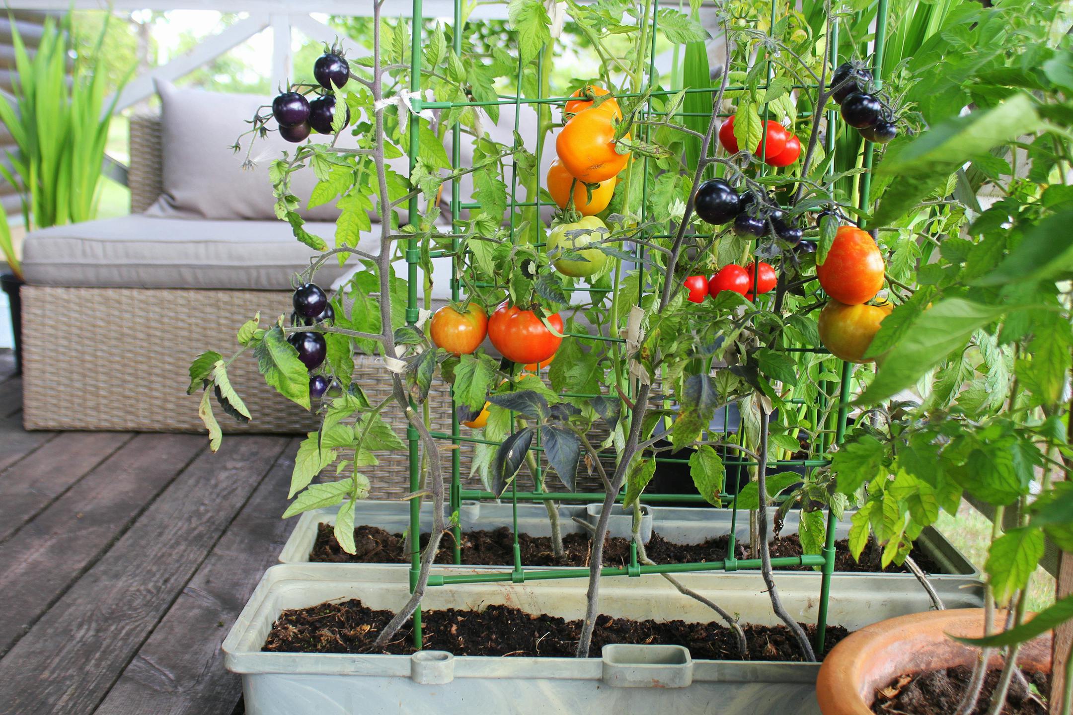 Whether you own your home or rent an apartment, there is a way for you to begin growing vegetables. (Dreamstime/TNS)